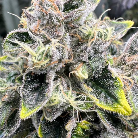 CxLAZ #15 52g growlog timeline photo