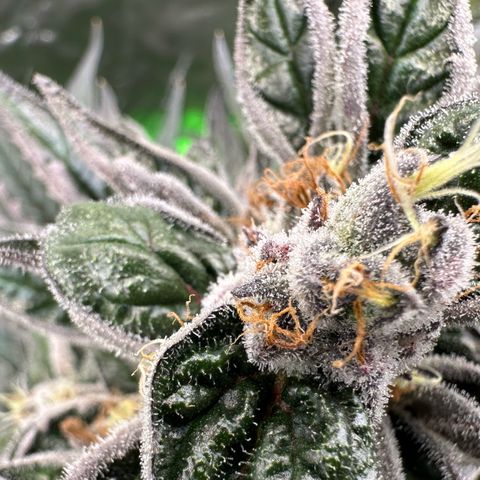 CxLAZ #03 45.52g growlog timeline photo