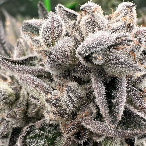 Misc x (LA Kush x Zkittles) #29 25.69g growlog timeline photo