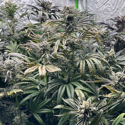 Misc x (LA Kush x Zkittles) #26 60.7g growlog timeline photo