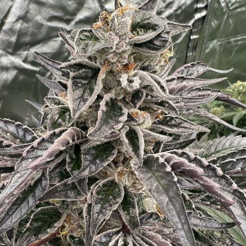 CxLAZ #03 45.52g growlog timeline photo