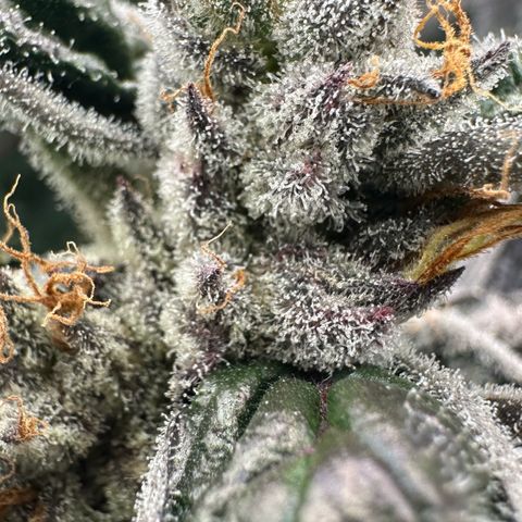 CxLAZ #03 45.52g growlog timeline photo
