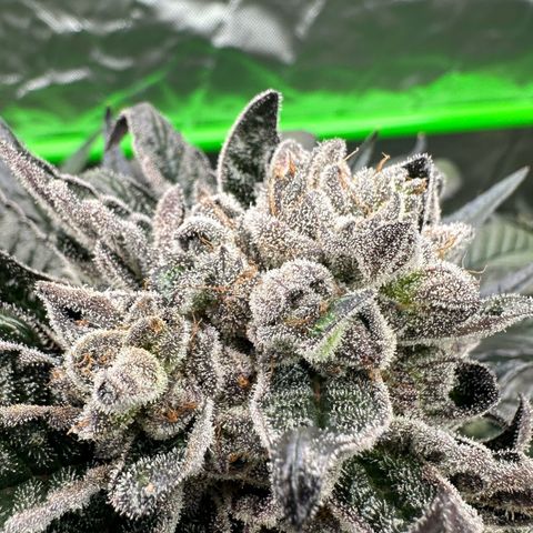 Misc x (LA Kush x Zkittles) #27 33.12g growlog timeline photo