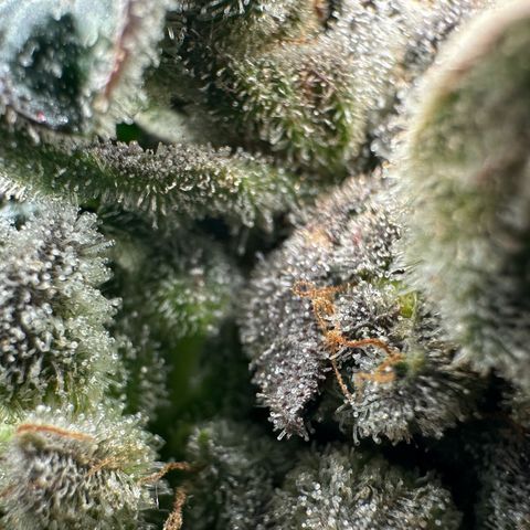 Misc x (LA Kush x Zkittles) #26 60.7g growlog timeline photo