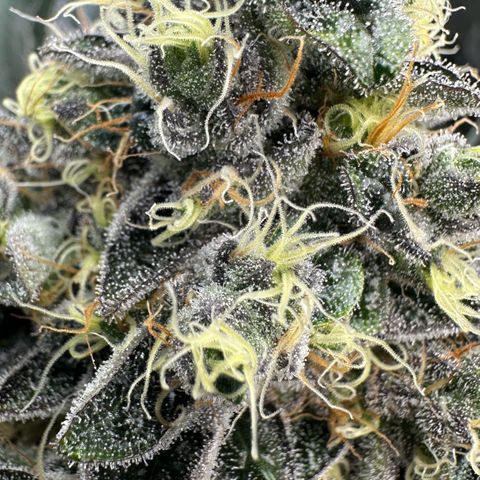CxLAZ #24 37.13g growlog timeline photo