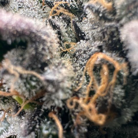 CxLAZ #31 58.75g growlog timeline photo