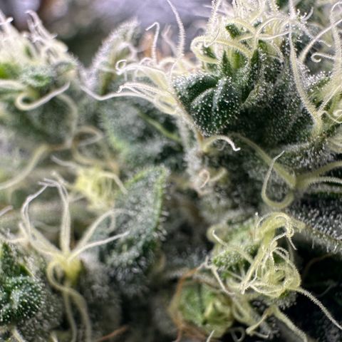 Misc x (LA Kush x Zkittles) #08 growlog timeline photo