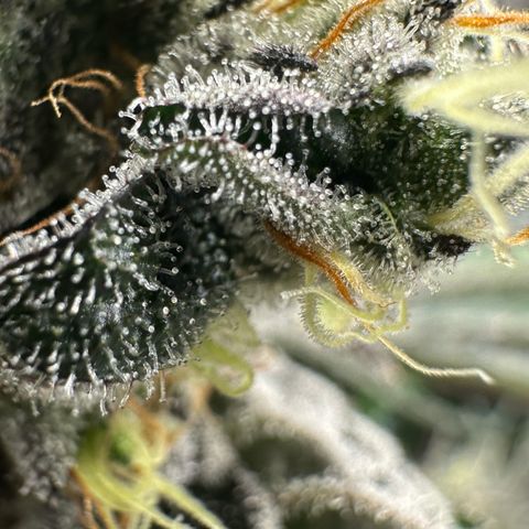 CxLAZ #24 37.13g growlog timeline photo