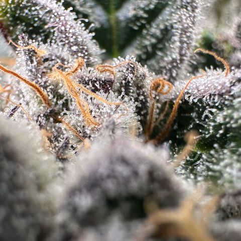 CxLAZ #31 58.75g growlog timeline photo