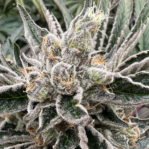 CxLAZ #16 50.72g growlog timeline photo