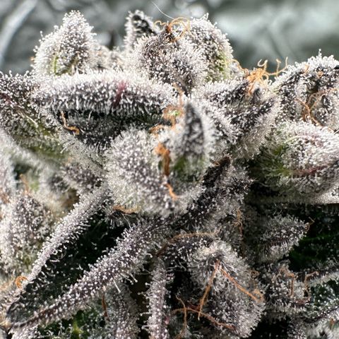 Misc x (LA Kush x Zkittles) #29 25.69g growlog timeline photo