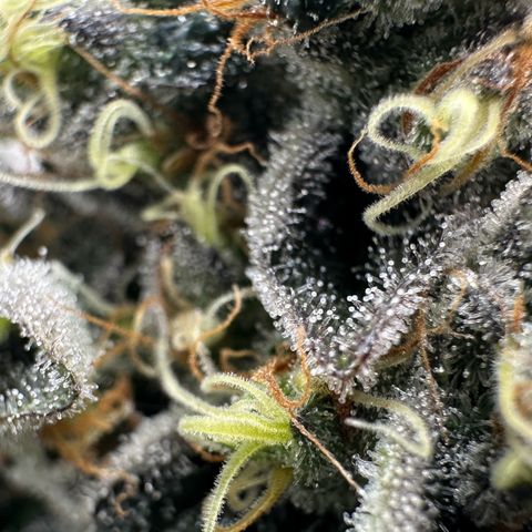 CxLAZ #24 37.13g growlog timeline photo