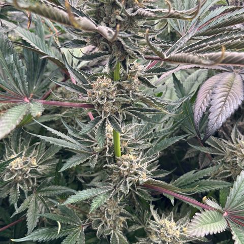 CxLAZ #16 50.72g growlog timeline photo