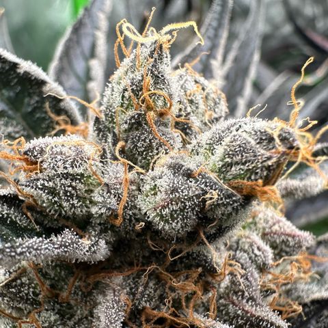 CxLAZ #11 50.28g growlog timeline photo