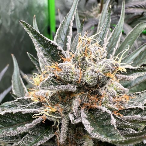 CxLAZ #11 50.28g growlog timeline photo