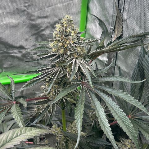 CxLAZ #24 37.13g growlog timeline photo