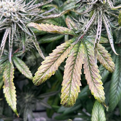 Misc x (LA Kush x Zkittles) #26 60.7g growlog timeline photo