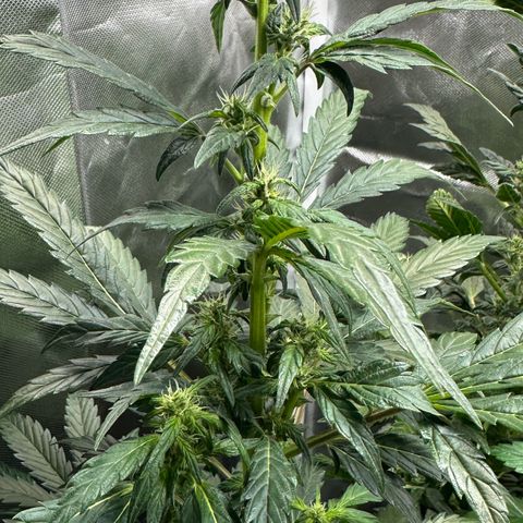Auto Think Different  #1 growlog timeline photo