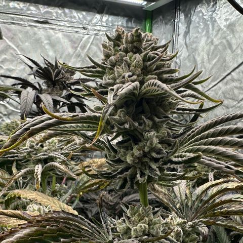 Misc x (LA Kush x Zkittles) #26 60.7g growlog timeline photo