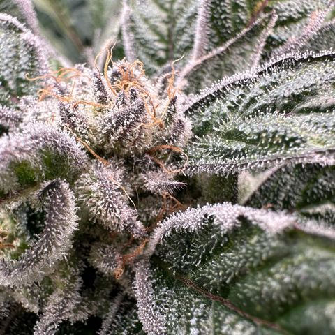 Misc x (LA Kush x Zkittles) #28 13.53g growlog timeline photo