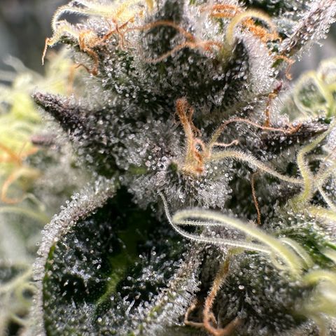 CxLAZ #15 52g growlog timeline photo