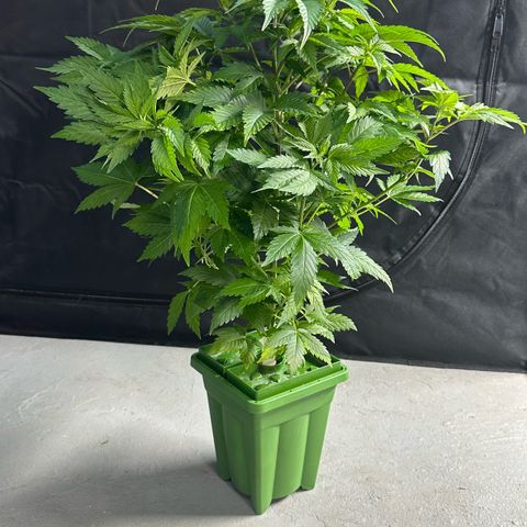 Fuel D.OG #1 Female 47.36g growlog timeline photo