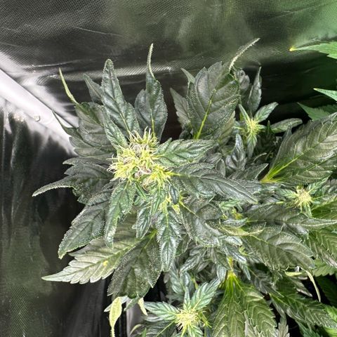 Auto Think Different  #3 growlog timeline photo