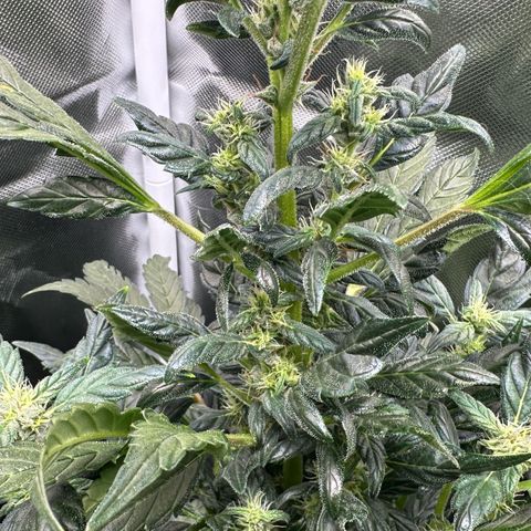 Auto Think Different  #3 growlog timeline photo