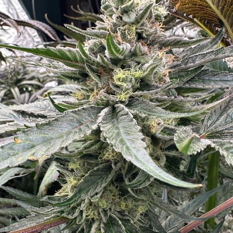CxLAZ #14 53.59g growlog timeline photo