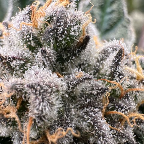 CxLAZ #31 58.75g growlog timeline photo