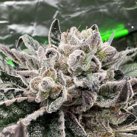 Misc x (LA Kush x Zkittles) #27 33.12g growlog timeline photo