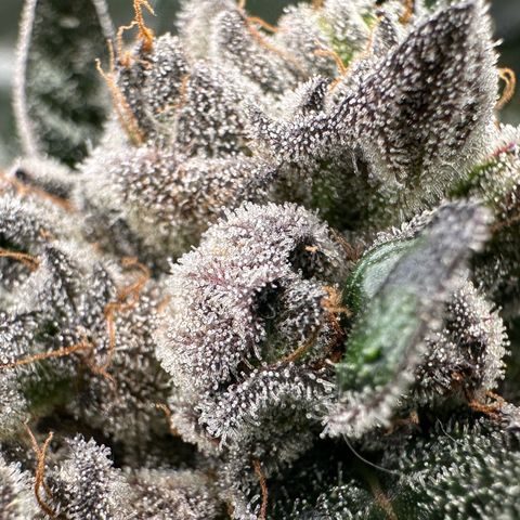 Misc x (LA Kush x Zkittles) #27 33.12g growlog timeline photo