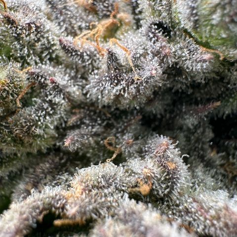 Misc x (LA Kush x Zkittles) #26 60.7g growlog timeline photo