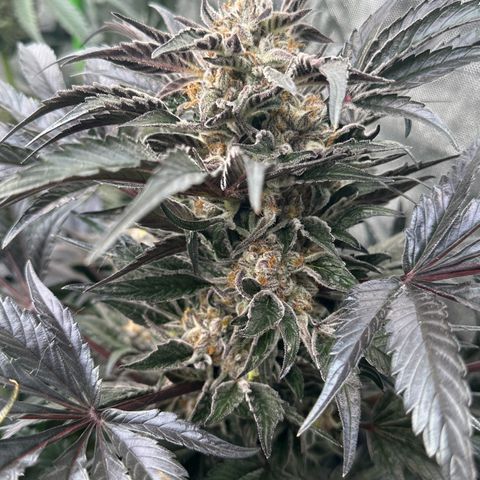 Misc x (LA Kush x Zkittles) #37 42.26g growlog timeline photo