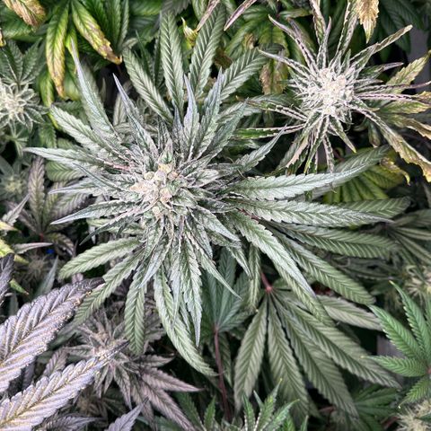 Misc x (LA Kush x Zkittles) #33 19.08g growlog timeline photo