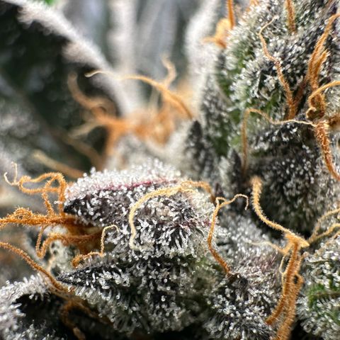 CxLAZ #11 50.28g growlog timeline photo