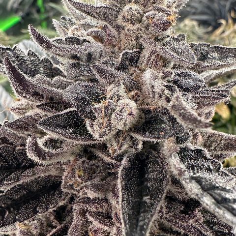Misc x (LA Kush x Zkittles) #22 34.14g growlog timeline photo