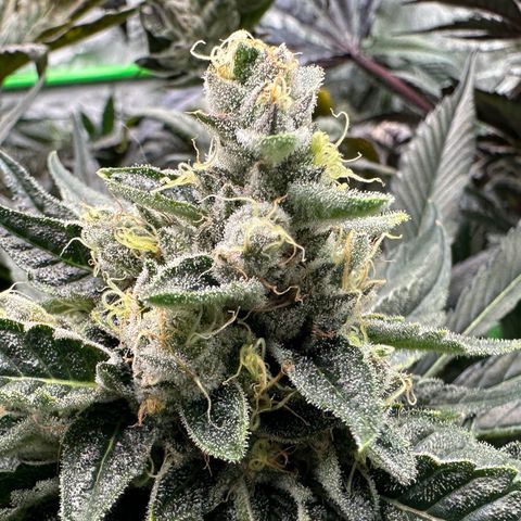 CxLAZ #06 growlog timeline photo