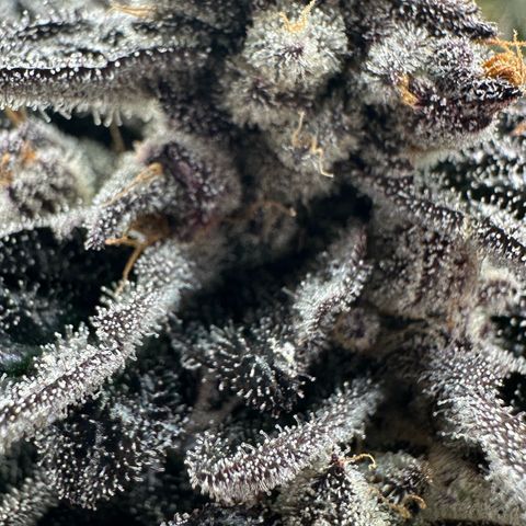Misc x (LA Kush x Zkittles) #22 34.14g growlog timeline photo