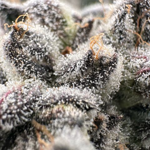 Misc x (LA Kush x Zkittles) #29 25.69g growlog timeline photo
