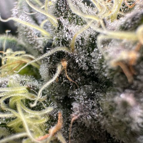 CxLAZ #15 52g growlog timeline photo