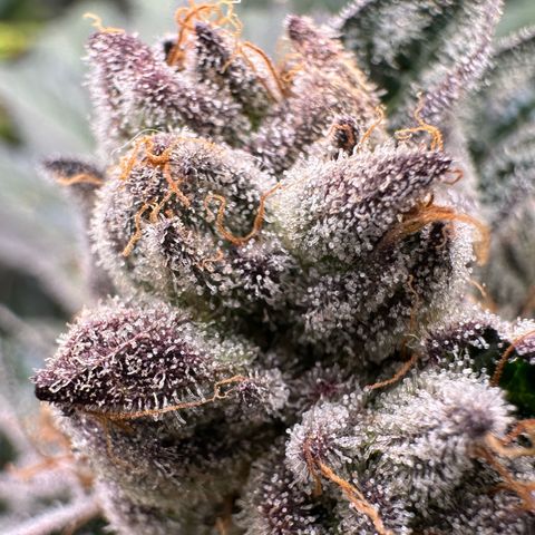 Misc x (LA Kush x Zkittles) #10 growlog timeline photo
