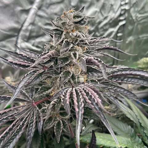 CxLAZ #03 45.52g growlog timeline photo