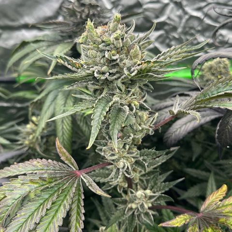 Misc x (LA Kush x Zkittles) #23 28.19g growlog timeline photo