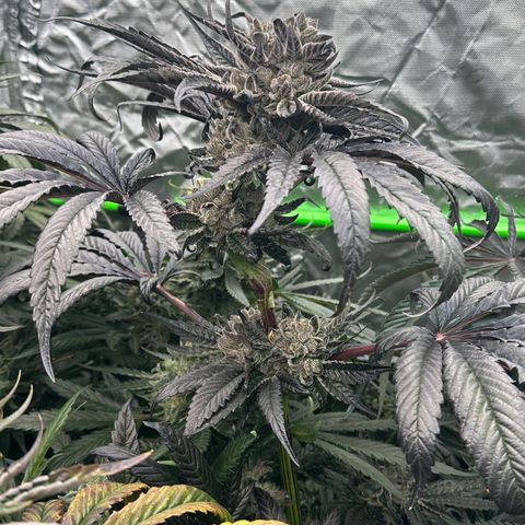 Misc x (LA Kush x Zkittles) #27 33.12g growlog timeline photo