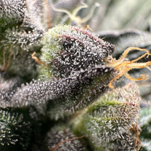 Misc x (LA Kush x Zkittles) #33 19.08g growlog timeline photo