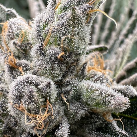 CxLAZ #16 50.72g growlog timeline photo