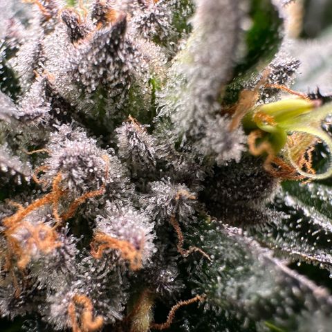 Misc x (LA Kush x Zkittles) #35 28.55g growlog timeline photo