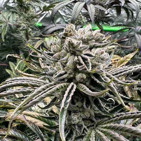 Misc x (LA Kush x Zkittles) #26 60.7g growlog timeline photo