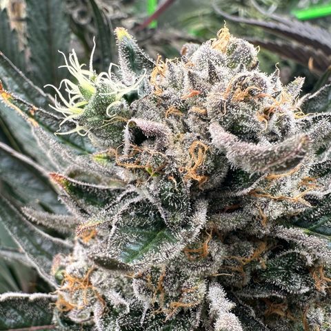 CxLAZ #31 58.75g growlog timeline photo